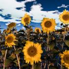 Picture of Ukrainian Sunflowers