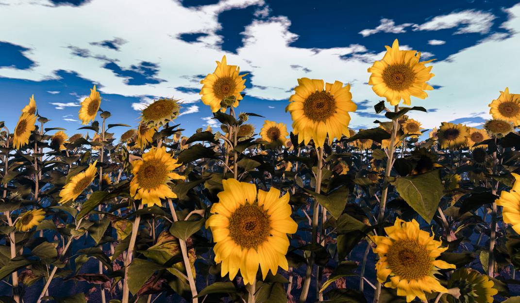 Picture of Ukrainian Sunflowers