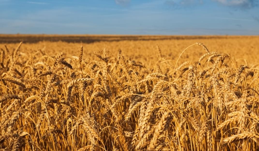 Photo by Diana Vyshniakova on Unsplash