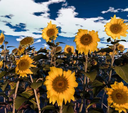 Picture of Ukrainian Sunflowers